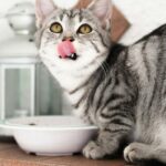 Berikut Ini Porsi Wet Food Harian untuk Kucing