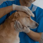 Kenali Tanda Anjing Rabies dan Langkah Penanganannya