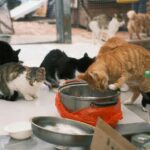 5 Kelebihan Adopsi Kucing Dari Shelter