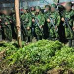 5.000 Batang Ganja Terungkap, TNI Habema Gagalkan Peredaran Narkotika