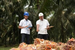 Holding Perkebunan Nusantara Perkuat Daya Saing SDM, PalmCo Targetkan 5.120 Sertifikasi Kompetensi