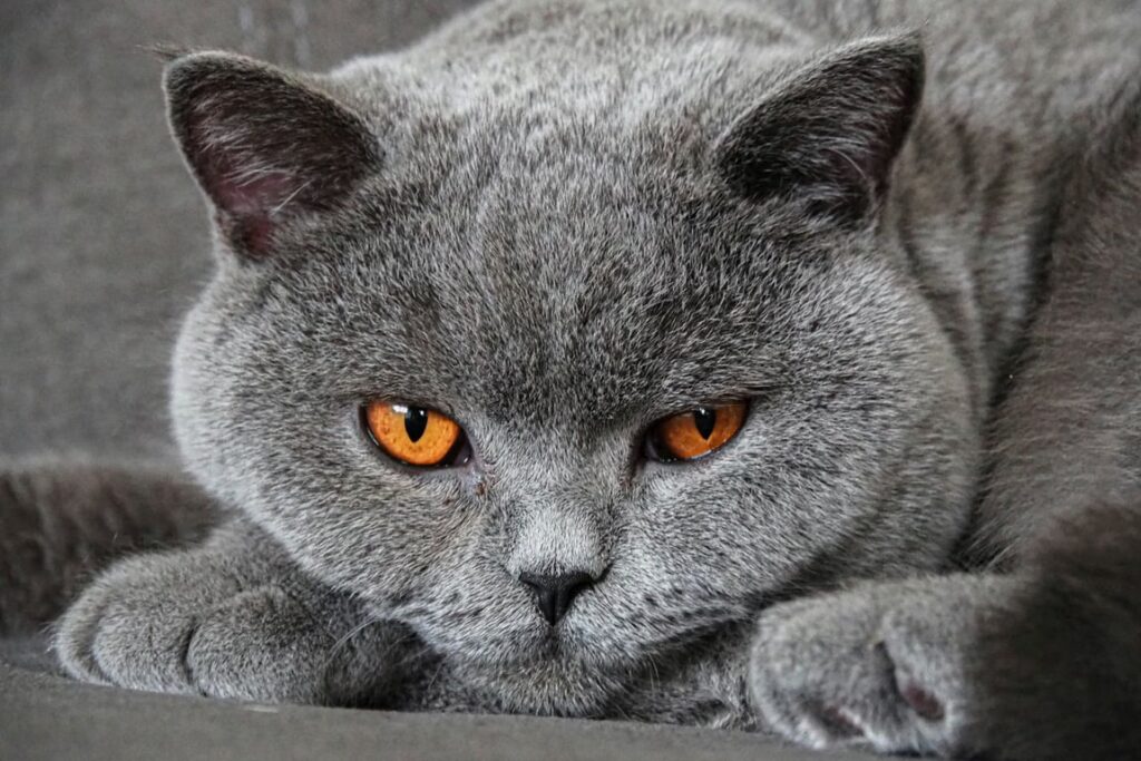 Ras Kucing Abu Abu Populer yang Cocok Dipelihara di Rumah
