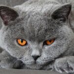 Ras Kucing Abu Abu Populer yang Cocok Dipelihara di Rumah