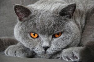 Ras Kucing Abu Abu Populer yang Cocok Dipelihara di Rumah