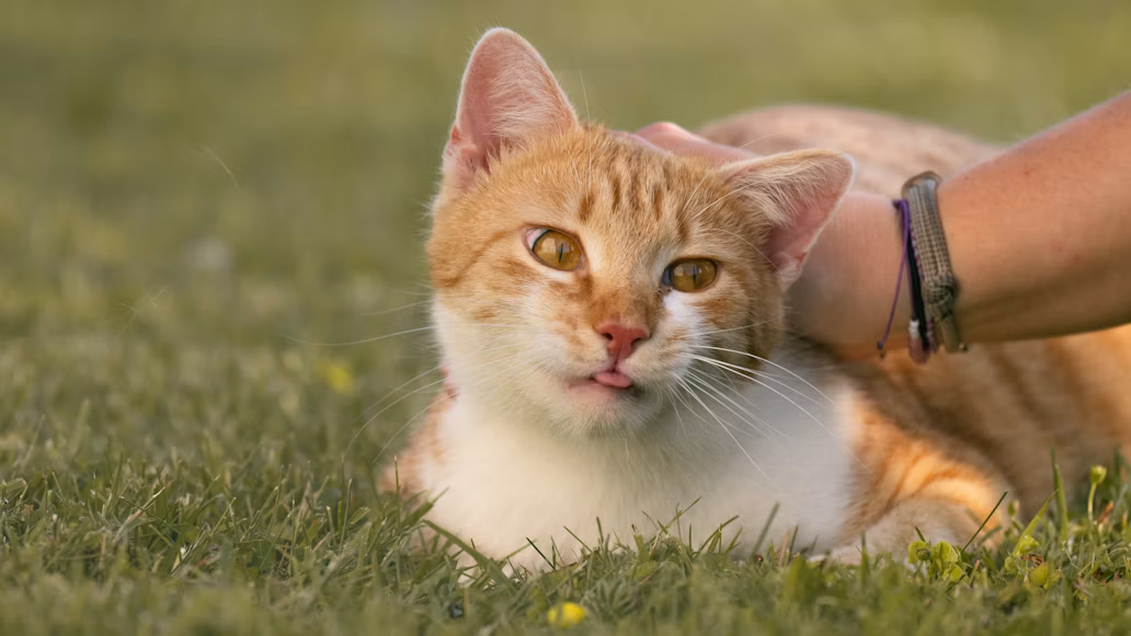 Kenali Jenis Virus Kucing dan Cara Mencegah Penularannya