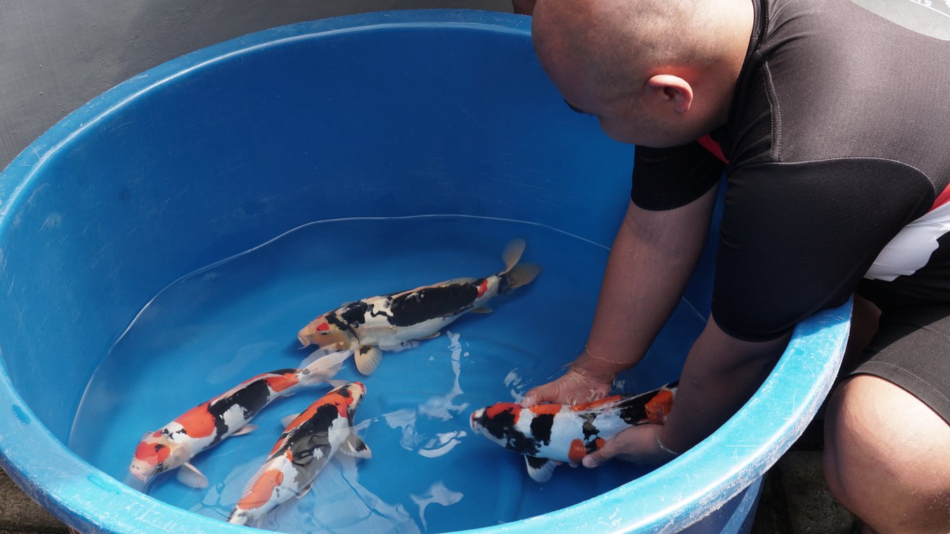 Breeder Doitsu Showa Terbesar ke-2 di Dunia